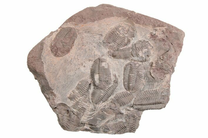 Ordovician Trilobite Mortality Plate - Tafraoute, Morocco #254784